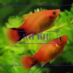 Plati Balığı Akvaryumu Nasıl Kurulur? Başlangıç Rehberi