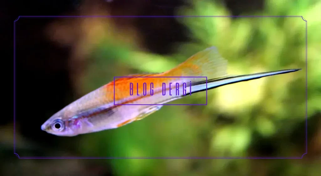 Kılıçkuyruk Balığı Bakımı ve Renk Varyasyonları