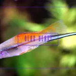 Kılıçkuyruk Balığı Bakımı ve Renk Varyasyonları