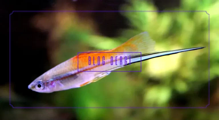 Kılıçkuyruk Balığı Bakımı ve Renk Varyasyonları