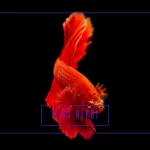 Canlı Doğuran Türleri Arasında Uyum: Hangi Balıklar Birlikte Beslenebilir?