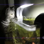 Canlı Doğuranlarda Hastalık Belirtileri ve Korunma Yolları