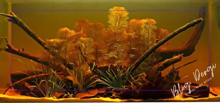 Akvaryumda Coğrafi Biyotop Kurulumu: Doğal Yaşam Alanı Nasıl Taklit Edilir?