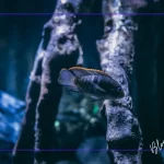 Akvaryum İçin Uyumlu Balık Türleri: Karma Akvaryumda Dikkat Edilmesi Gerekenler