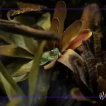 Tatlı Su Akvaryumlarında Kullanılan En İyi Canlı Bitkiler ve Özellikleri