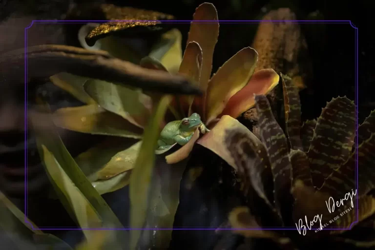 Tatlı Su Akvaryumlarında Kullanılan En İyi Canlı Bitkiler ve Özellikleri