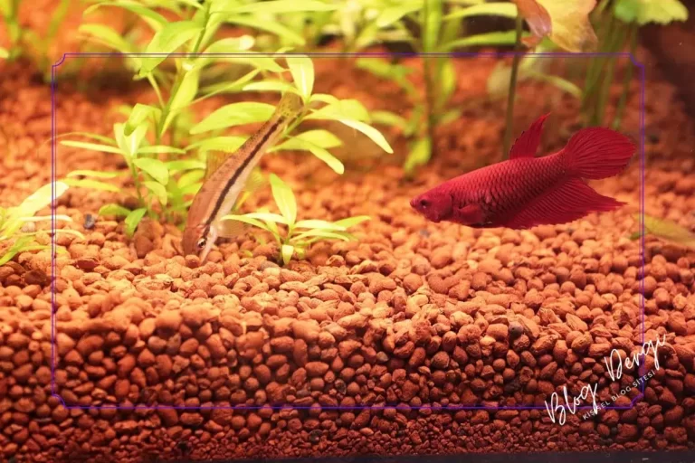 Akvaryumlarda Kullanılan En İyi Taban Malzemeleri ve Etkileri