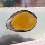 Akvaryumda Karides ve Salyangoz Birlikteliği: Uyum, Temizlik ve Faydaları