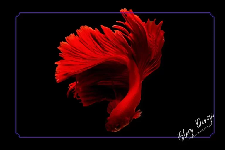 Tatlı Su Balıklarında Renk Kaybı Nedenleri ve Çözüm Yolları