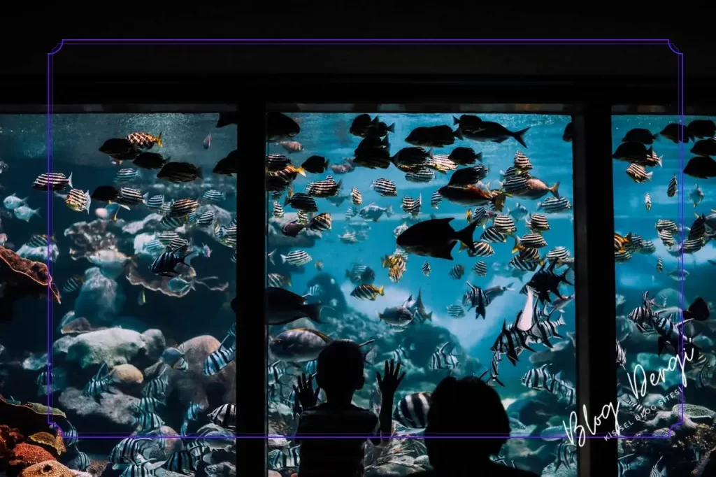 Akvaryum Hacmine Göre Balık Sayısı: 40, 80 ve 120 Litrelik Tank Örnekleri