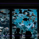 Akvaryum Hacmine Göre Balık Sayısı: 40, 80 ve 120 Litrelik Tank Örnekleri