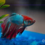 Akvaryum Balıklarında Strese Neden Olan Faktörler ve Önleme Yolları