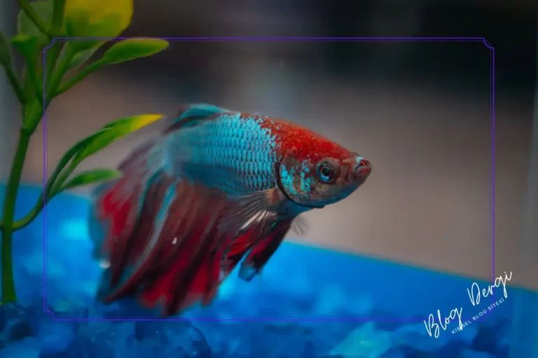 Akvaryum Balıklarında Strese Neden Olan Faktörler ve Önleme Yolları