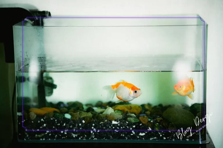Çocuklar İçin Akvaryum Kurulumu: Eğitici ve Sorumluluk Kazandıran Bir Hobi