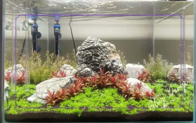 Akvaryumda Biyolojik Denge Nedir? Yeni Tank Sendromu ve Azot Döngüsü