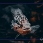 Akvaryum Balıklarında En Sık Görülen 7 Hastalık ve Tedavi Yöntemleri