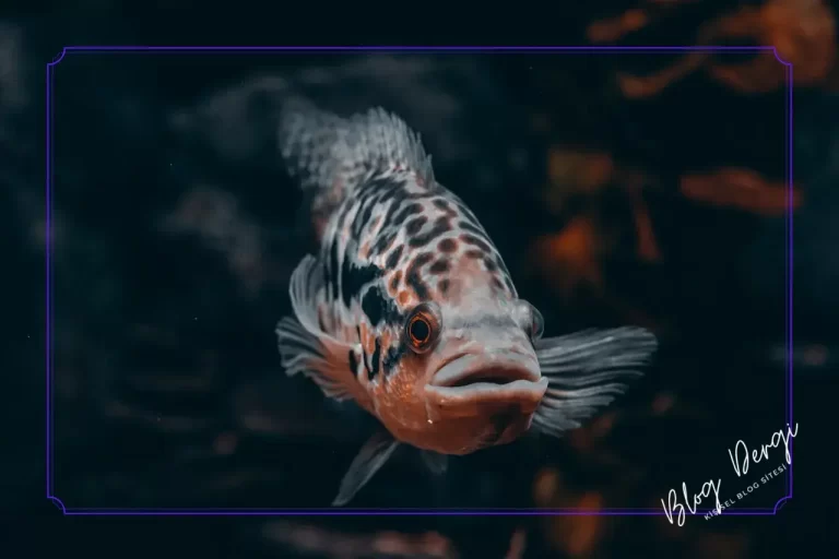Akvaryum Balıklarında En Sık Görülen 7 Hastalık ve Tedavi Yöntemleri
