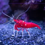 Tatlı Su Karidesleri: Türleri, Beslenme ve Akvaryuma Katkıları