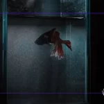 Akvaryum Balıkları İçin En Uygun Filtreleme Sistemleri: İç Filtre mi Dış Filtre mi?