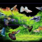 Lepistes Balığı Bakımı: Renk, Üreme ve Akvaryum Koşulları