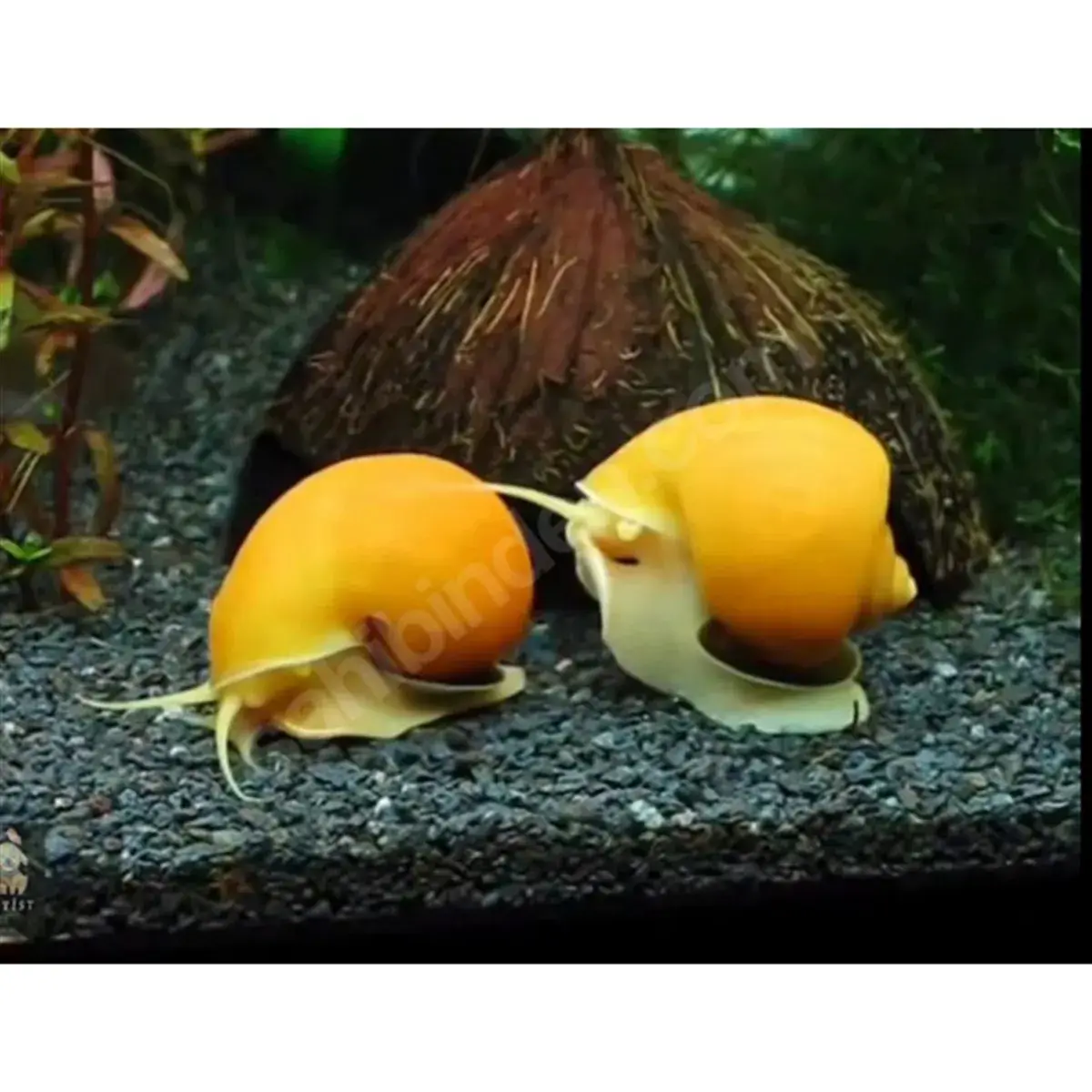 Akvaryum Karides Salyangoz Birlikteliği