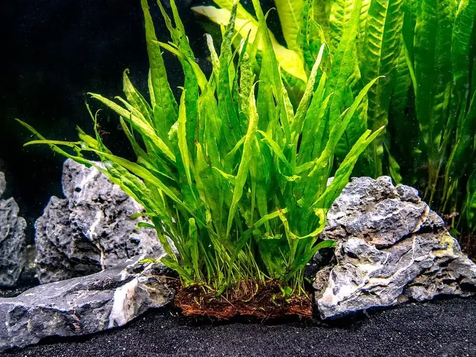 Java Fern ekim çoğaltma