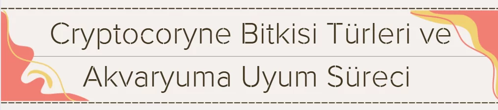 Cryptocoryne Bitkisi Türleri ve Akvaryuma Uyum Süreci (Kapsamlı Rehber) 