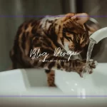 Evde Kedi Tuvalet Eğitimi Nasıl Verilir? Adım Adım Rehberle Sorunsuz Öğrenme!