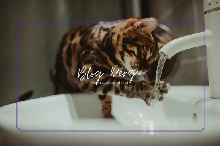 Evde Kedi Tuvalet Eğitimi Nasıl Verilir? Adım Adım Rehberle Sorunsuz Öğrenme!