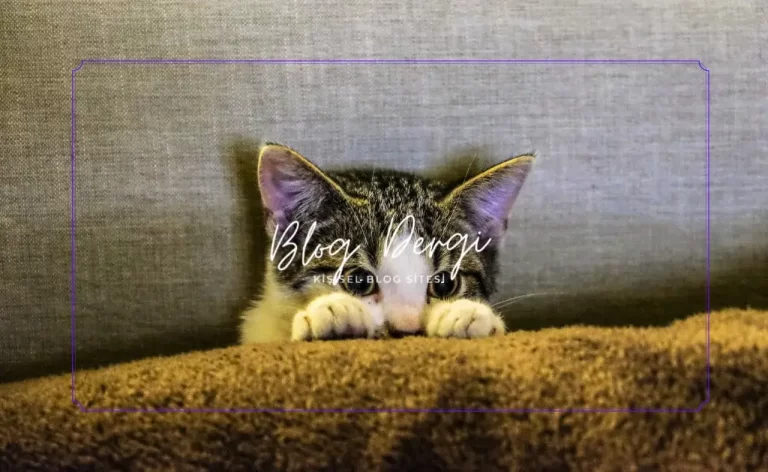 Yavru Kedi Bakım Takvimi (0-6 Ay): Adım Adım Sağlıklı Gelişim Rehberi