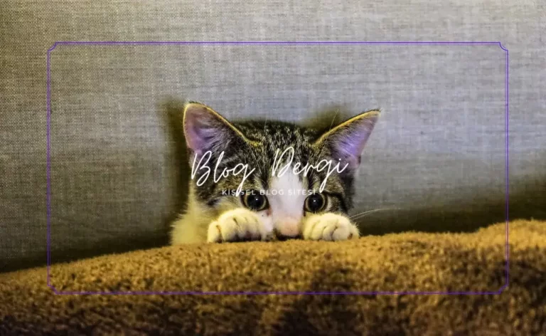 Evde Kedi Sahiplenmeden Önce Bilinmesi Gereken 7 Temel Sorumluluk