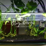 Akvaryum Suyunun Kalitesini Artırmanın Temel ve Detaylı Yöntemleri