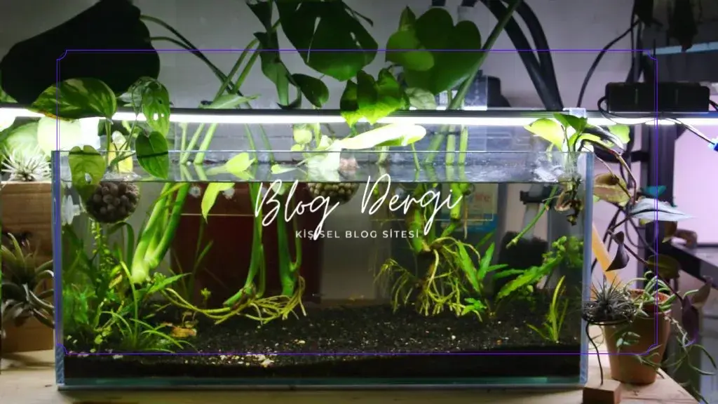 Akvaryum Suyunun Kalitesini Artırmanın Temel ve Detaylı Yöntemleri