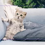 Evde Kedi Tüyü Sorununa Çözüm Yöntemleri