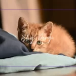 Kedim Neden Geceleri Koşuşturuyor? Deneyimle Anladığım 5 Sebep