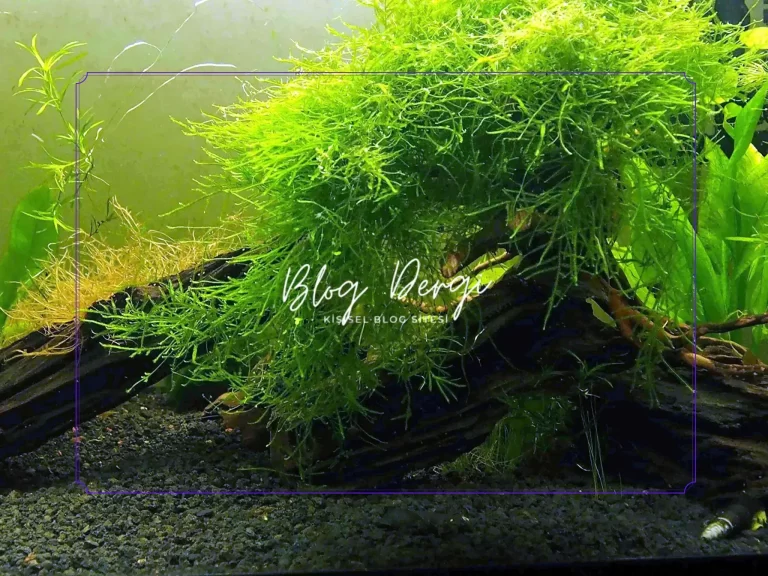 Java Moss Nedir? Yeni Başlayanlar İçin Kapsamlı Bakım Rehberi
