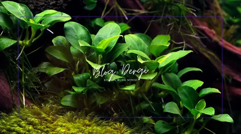 Anubias Bitkisi Nasıl Yetiştirilir? (Işık, Gübre, Yerleşim) Kapsamlı Bakım Rehberi