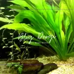 Amazon Sword Bitkisi: Tropikal Akvaryumların Vazgeçilmezi (Kapsamlı Bakım Rehberi)