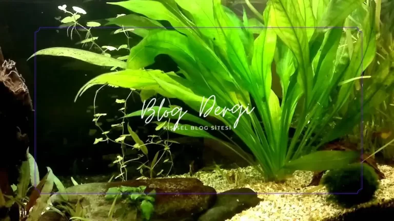 Amazon Sword Bitkisi: Tropikal Akvaryumların Vazgeçilmezi (Kapsamlı Bakım Rehberi)