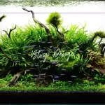 Java Fern Bitkisi Nasıl Ekilir ve Çoğaltılır? (Kapsamlı Bakım Rehberi)