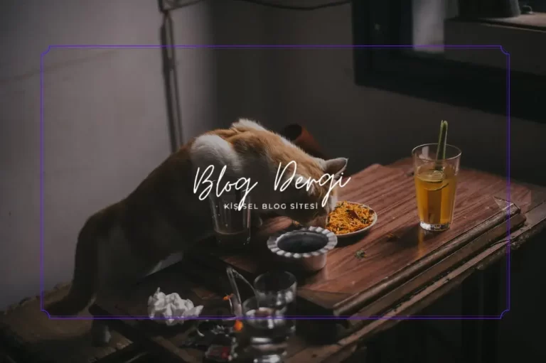 Kedi Maması Seçerken Dikkat Edilmesi Gereken 7 Kriter (Veteriner Tavsiyel