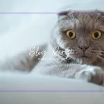 Scottish Fold Kedileri: Kıvrık Kulakların Sevimli Dünyası ve Derinlemesine Rehber