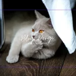British Shorthair Kedileri: Mavi Peluş Güzellikler ve Huzurlu Dostlar