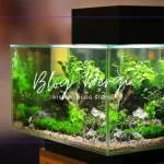 Evde Akvaryum Işıklandırması Nasıl Olmalı? Balıklar İçin Doğal Işık Döngüsü Rehberi