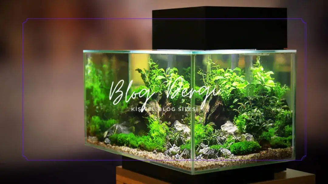 Evde Akvaryum Işıklandırması Nasıl Olmalı? Balıklar İçin Doğal Işık Döngüsü Rehberi