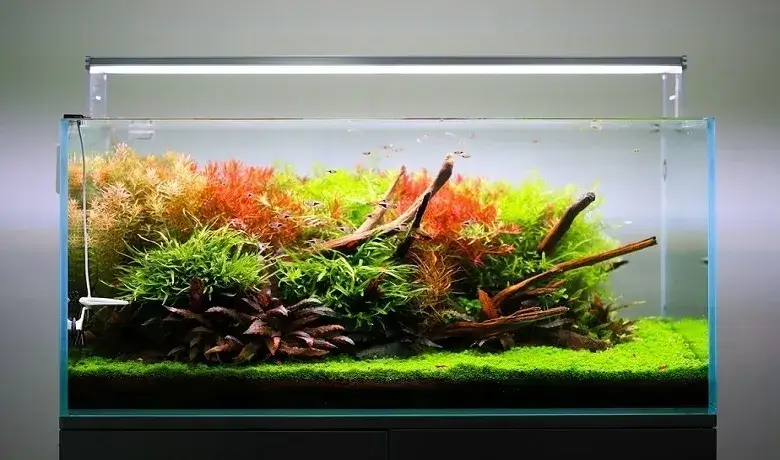 akvaryum ışıklandırması rehberi