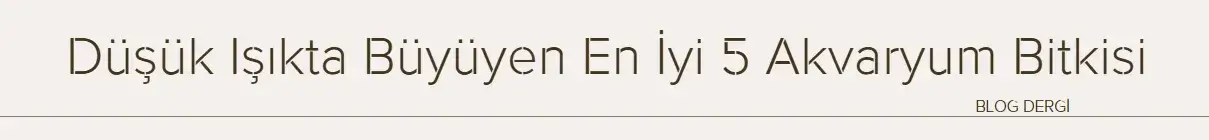 Düşük Işıkta Büyüyen En İyi 5 Akvaryum Bitkisi