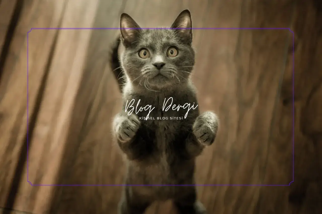 Kedilerde Stres Belirtileri ve Çözüm Önerileri